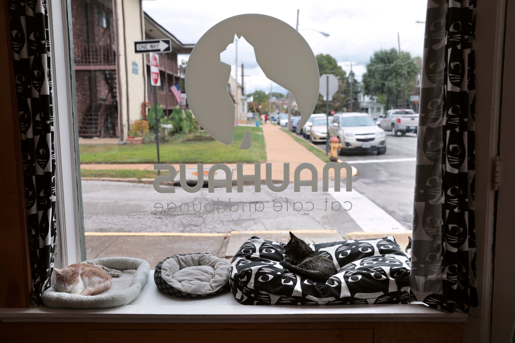 Mauhaus Cat Cafe and Lounge